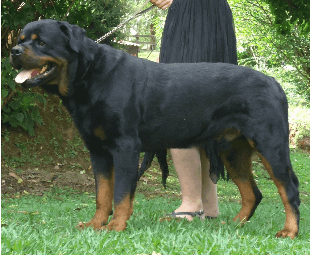 Foto de DARK UGO VON ROTTLAND