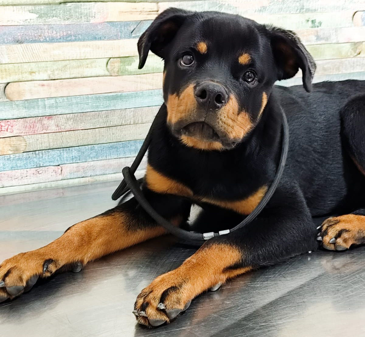 Foto de Thor, filho de Dark x Gaya